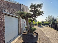 Olijfboom bonsai ramificado bollen - olea europaea - 200 jaar oud - hoogte ca. 280 cm - afbeelding 2 van  10