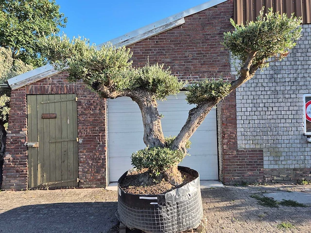 Olijfboom bonsai ramificado bollen - olea europaea - 200 jaar oud - hoogte ca. 280 cm - afbeelding 1 van  10