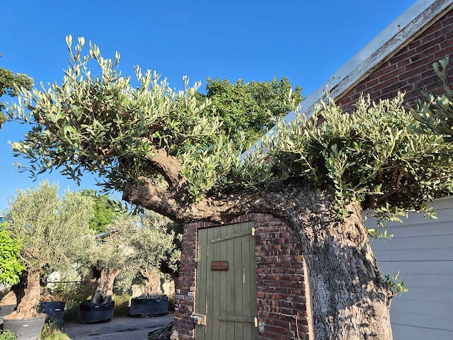 Olijfboom bonsai ramificado bollen - olea europaea - 200 jaar oud - hoogte ca. 280 cm - afbeelding 3 van  10
