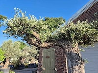 Olijfboom bonsai ramificado bollen - olea europaea - 200 jaar oud - hoogte ca. 280 cm - afbeelding 3 van  10