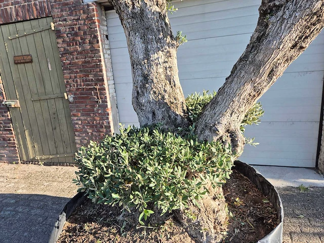 Olijfboom bonsai ramificado bollen - olea europaea - 200 jaar oud - hoogte ca. 280 cm - afbeelding 4 van  10