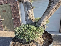 Olijfboom bonsai ramificado bollen - olea europaea - 200 jaar oud - hoogte ca. 280 cm - afbeelding 4 van  10