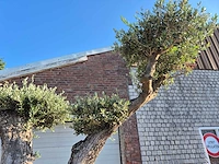 Olijfboom bonsai ramificado bollen - olea europaea - 200 jaar oud - hoogte ca. 280 cm - afbeelding 5 van  10