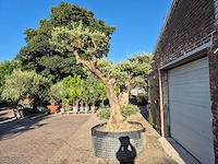 Olijfboom bonsai ramificado bollen - olea europaea - 200 jaar oud - hoogte ca. 280 cm - afbeelding 6 van  10