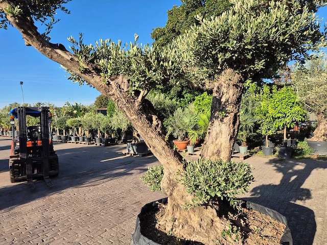 Olijfboom bonsai ramificado bollen - olea europaea - 200 jaar oud - hoogte ca. 280 cm - afbeelding 7 van  10