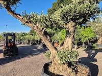 Olijfboom bonsai ramificado bollen - olea europaea - 200 jaar oud - hoogte ca. 280 cm - afbeelding 7 van  10