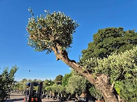 Olijfboom bonsai ramificado bollen - olea europaea - 200 jaar oud - hoogte ca. 280 cm - afbeelding 8 van  10
