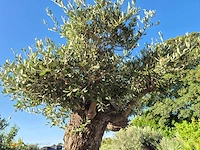 Olijfboom bonsai ramificado bollen - olea europaea - 200 jaar oud - hoogte ca. 280 cm - afbeelding 9 van  10