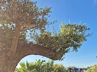 Olijfboom bonsai ramificado bollen - olea europaea - 200 jaar oud - hoogte ca. 280 cm - afbeelding 10 van  10