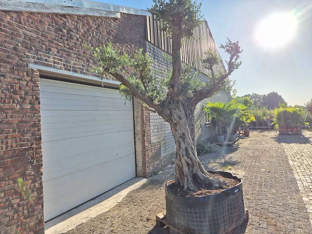 Olijfboom bonsai ramificado bollen - olea europaea - 200 jaar oud - hoogte ca. 280 cm - afbeelding 2 van  10
