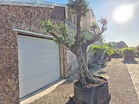 Olijfboom bonsai ramificado bollen - olea europaea - 200 jaar oud - hoogte ca. 280 cm - afbeelding 2 van  10