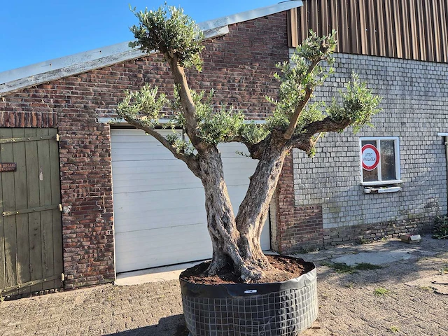 Olijfboom bonsai ramificado bollen - olea europaea - 200 jaar oud - hoogte ca. 280 cm - afbeelding 1 van  10