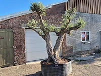 Olijfboom bonsai ramificado bollen - olea europaea - 200 jaar oud - hoogte ca. 280 cm - afbeelding 1 van  10