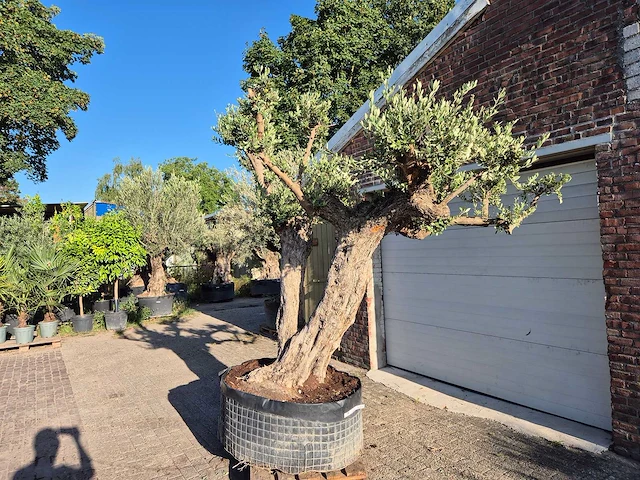 Olijfboom bonsai ramificado bollen - olea europaea - 200 jaar oud - hoogte ca. 280 cm - afbeelding 3 van  10