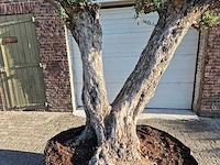 Olijfboom bonsai ramificado bollen - olea europaea - 200 jaar oud - hoogte ca. 280 cm - afbeelding 4 van  10