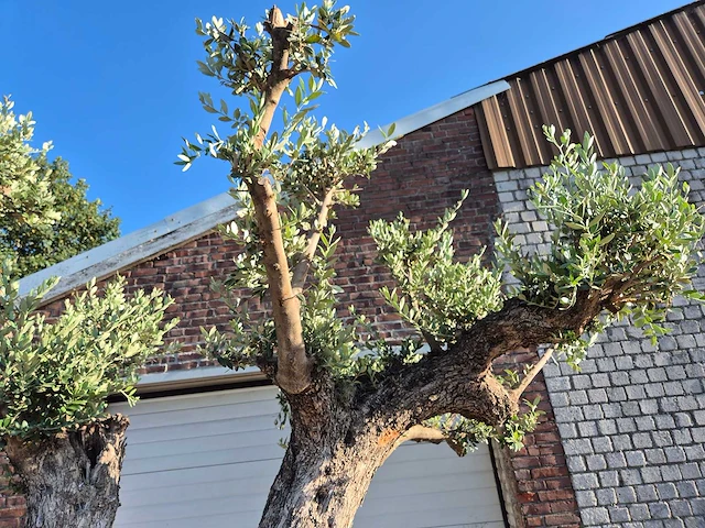 Olijfboom bonsai ramificado bollen - olea europaea - 200 jaar oud - hoogte ca. 280 cm - afbeelding 5 van  10