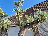 Olijfboom bonsai ramificado bollen - olea europaea - 200 jaar oud - hoogte ca. 280 cm - afbeelding 5 van  10