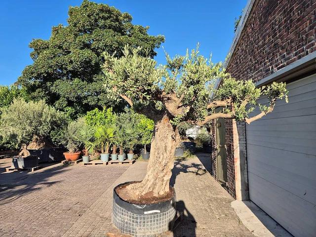 Olijfboom bonsai ramificado bollen - olea europaea - 200 jaar oud - hoogte ca. 280 cm - afbeelding 6 van  10