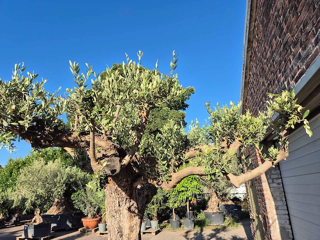Olijfboom bonsai ramificado bollen - olea europaea - 200 jaar oud - hoogte ca. 280 cm - afbeelding 7 van  10