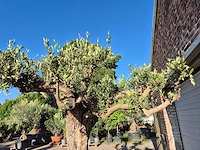 Olijfboom bonsai ramificado bollen - olea europaea - 200 jaar oud - hoogte ca. 280 cm - afbeelding 7 van  10