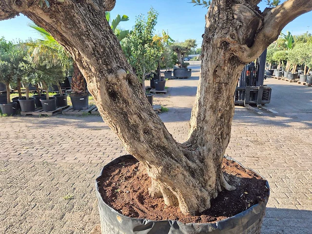 Olijfboom bonsai ramificado bollen - olea europaea - 200 jaar oud - hoogte ca. 280 cm - afbeelding 8 van  10