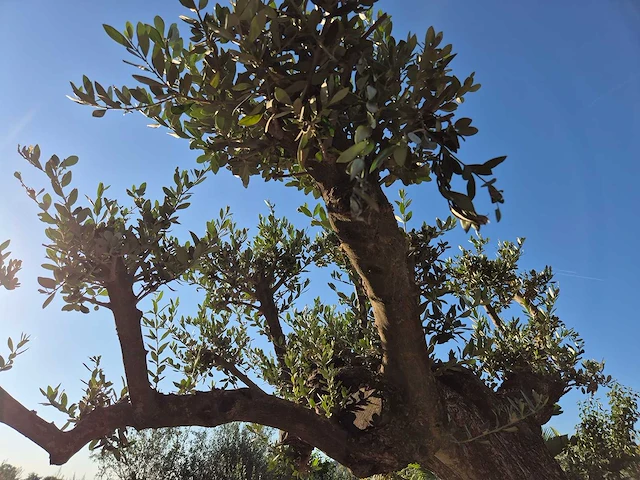 Olijfboom bonsai ramificado bollen - olea europaea - 200 jaar oud - hoogte ca. 280 cm - afbeelding 9 van  10