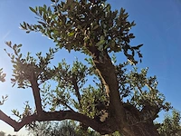 Olijfboom bonsai ramificado bollen - olea europaea - 200 jaar oud - hoogte ca. 280 cm - afbeelding 9 van  10