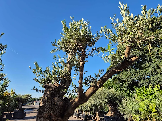 Olijfboom bonsai ramificado bollen - olea europaea - 200 jaar oud - hoogte ca. 280 cm - afbeelding 10 van  10