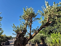 Olijfboom bonsai ramificado bollen - olea europaea - 200 jaar oud - hoogte ca. 280 cm - afbeelding 10 van  10
