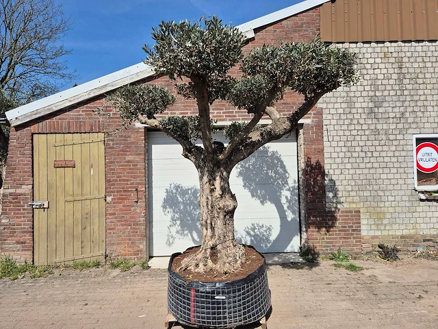 Olijfboom bonsai ramificado xxl - olea europaea - 200 jaar oud - hoogte ca. 300 cm - afbeelding 1 van  9