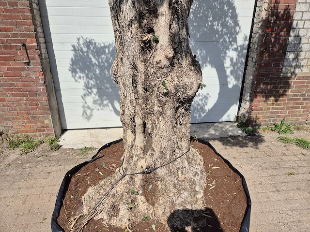Olijfboom bonsai ramificado xxl - olea europaea - 200 jaar oud - hoogte ca. 300 cm - afbeelding 2 van  9