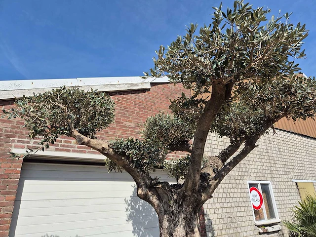 Olijfboom bonsai ramificado xxl - olea europaea - 200 jaar oud - hoogte ca. 300 cm - afbeelding 3 van  9