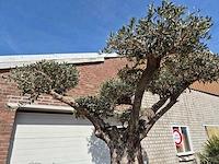 Olijfboom bonsai ramificado xxl - olea europaea - 200 jaar oud - hoogte ca. 300 cm - afbeelding 3 van  9