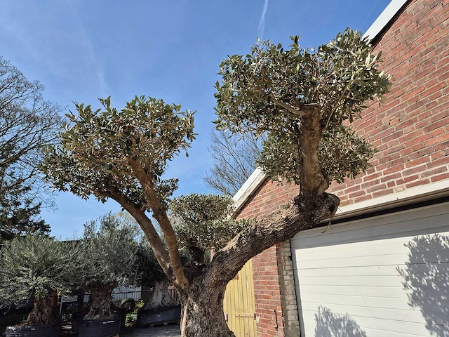 Olijfboom bonsai ramificado xxl - olea europaea - 200 jaar oud - hoogte ca. 300 cm - afbeelding 4 van  9