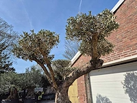 Olijfboom bonsai ramificado xxl - olea europaea - 200 jaar oud - hoogte ca. 300 cm - afbeelding 4 van  9