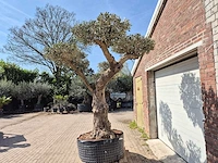 Olijfboom bonsai ramificado xxl - olea europaea - 200 jaar oud - hoogte ca. 300 cm - afbeelding 5 van  9