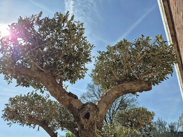 Olijfboom bonsai ramificado xxl - olea europaea - 200 jaar oud - hoogte ca. 300 cm - afbeelding 6 van  9