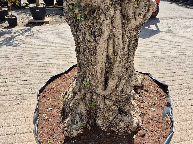 Olijfboom bonsai ramificado xxl - olea europaea - 200 jaar oud - hoogte ca. 300 cm - afbeelding 7 van  9