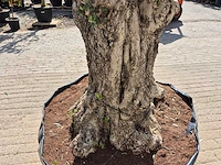 Olijfboom bonsai ramificado xxl - olea europaea - 200 jaar oud - hoogte ca. 300 cm - afbeelding 7 van  9