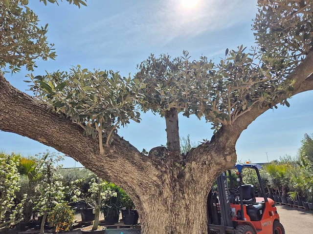 Olijfboom bonsai ramificado xxl - olea europaea - 200 jaar oud - hoogte ca. 300 cm - afbeelding 8 van  9