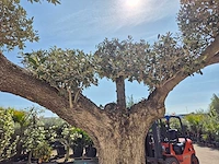 Olijfboom bonsai ramificado xxl - olea europaea - 200 jaar oud - hoogte ca. 300 cm - afbeelding 8 van  9