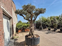 Olijfboom bonsai ramificado xxl - olea europaea - 200 jaar oud - hoogte ca. 300 cm - afbeelding 9 van  9