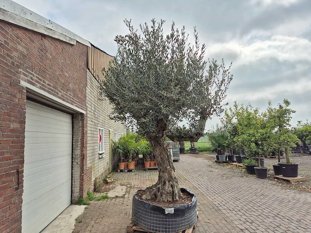 Olijfboom bonsai ramificado xxl - olea europaea - 200 jaar oud - hoogte ca. 300 cm - afbeelding 2 van  11