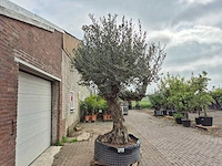 Olijfboom bonsai ramificado xxl - olea europaea - 200 jaar oud - hoogte ca. 300 cm - afbeelding 2 van  11