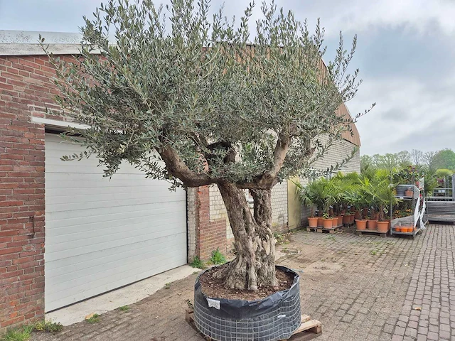 Olijfboom bonsai ramificado xxl - olea europaea - 200 jaar oud - hoogte ca. 300 cm - afbeelding 3 van  11