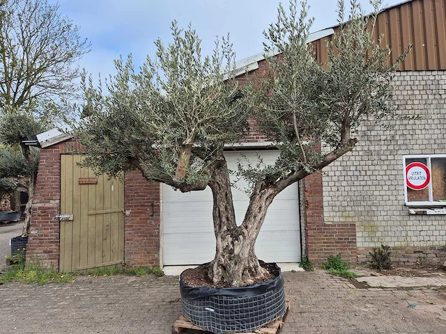 Olijfboom bonsai ramificado xxl - olea europaea - 200 jaar oud - hoogte ca. 300 cm - afbeelding 1 van  11