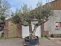 Olijfboom bonsai ramificado xxl - olea europaea - 200 jaar oud - hoogte ca. 300 cm