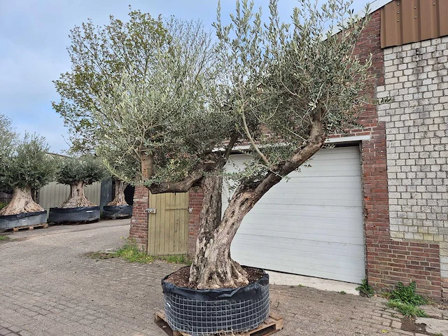 Olijfboom bonsai ramificado xxl - olea europaea - 200 jaar oud - hoogte ca. 300 cm - afbeelding 4 van  11