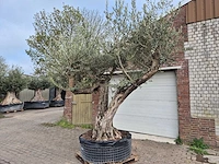 Olijfboom bonsai ramificado xxl - olea europaea - 200 jaar oud - hoogte ca. 300 cm - afbeelding 4 van  11