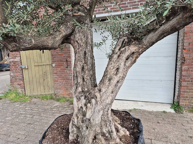 Olijfboom bonsai ramificado xxl - olea europaea - 200 jaar oud - hoogte ca. 300 cm - afbeelding 5 van  11
